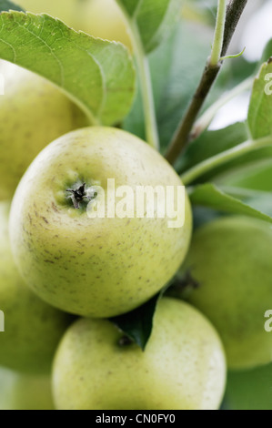 Malus domestica 'Pitmaston pineapple', Apple Stock Photo