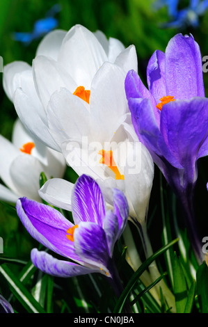 White and purple spring crocus flowers (Crocus vernus) blooming in the rose garden in Bern, Switzerland. Stock Photo
