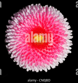 A Pink English Daisy Flower (Asteraceae, Bellis perennis) at the Rose Garden in Bern, Switzerland. Stock Photo