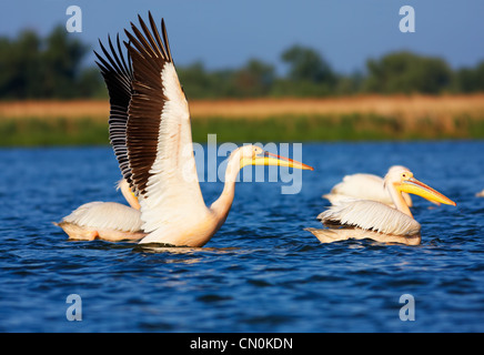 Great White Pelicans (Pelecanus onocrotalus) on a lake in Danube Delta during migration season, Romania. Stock Photo