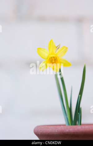 Narcissus 'Tete a tete'. Single daffodil in a pot, against a white wall. Stock Photo