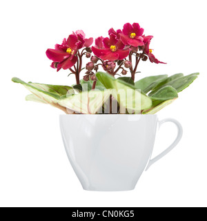 dark red african violet in large white coffee cup ; isolated on white Stock Photo