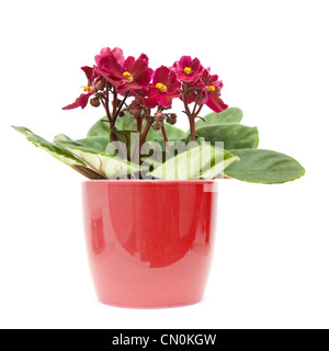 dark red african violet in color-coordinated pot; isolated on white; Stock Photo