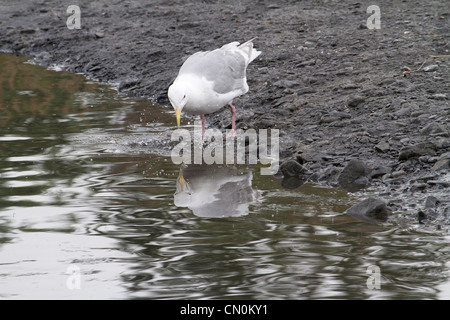 Seagulls (Glaucous Gull) reflection in the water after enjoying salmon fish scraps left by the bears. Kodiak river,  Alaska.