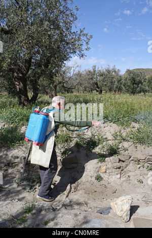 Farmer spraying weed pesticide in an olive tree field in Spain. Stock Photo