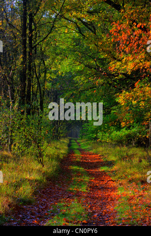 A path through a forest in autumn colors, on the ground leaves of Northern Red Oak (Quercus rubra). Stock Photo