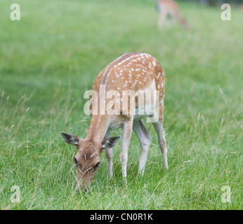 Female Vietnamese Sika Deer grazing. This asian species is extinct in the wild. Stock Photo