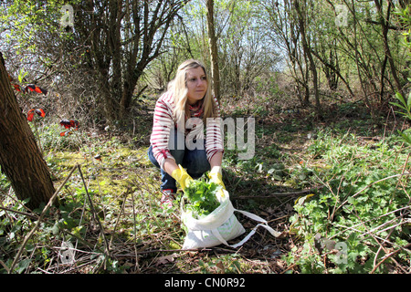 A woman forages for stinging nettles in a park or forest. She wears rubber gloves to protect her from the sting. Stock Photo