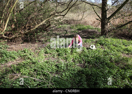 A woman foraging for nettles in a wooded park land Stock Photo