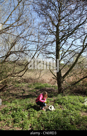 A woman foraging for nettles in a wooded park land Stock Photo