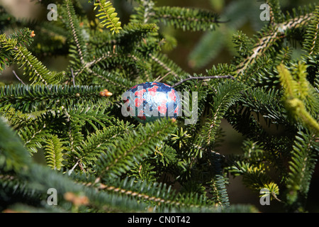 small wrapped chocolate easter eggs hidden in a garden as part of a childrens easter egg hunt in the UK Stock Photo