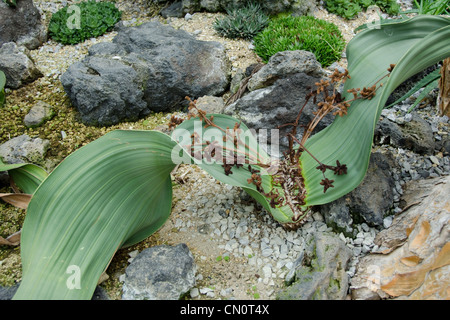 Welwitschia mirabilis a living fossil found in the namib desert within Namibia Stock Photo