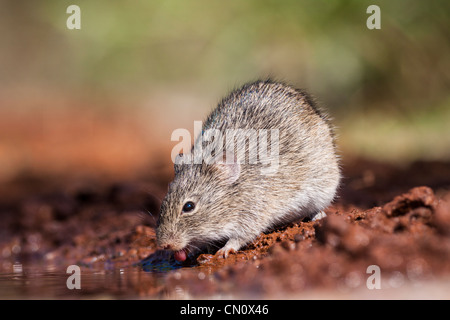Mouse coming for water to a pond on a ranch in South Texas. Stock Photo