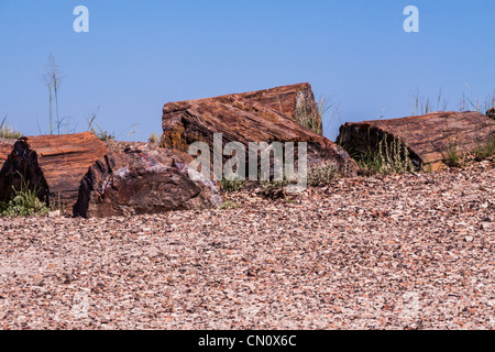 Petrified logs in the Crystal Forest area of Petrified Forest National Park in Arizona. Stock Photo
