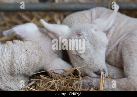 Two lambs resting on straw in a pen Stock Photo