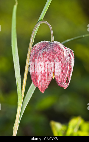 Fritillaria meleagris is a fritillary in the family Liliaceae. Stock Photo