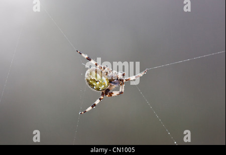 European garden spider (Araneus diadematus), also known as Diadem spider, Cross spider, or Cross orbweaver in a web with dewdrop Stock Photo