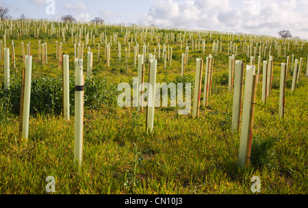 Newly planted field of trees in plastic protective tubes, Suffolk, England,UK Stock Photo