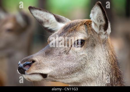 Red deer hind - Cervus elaphus, close up on face and head Stock Photo