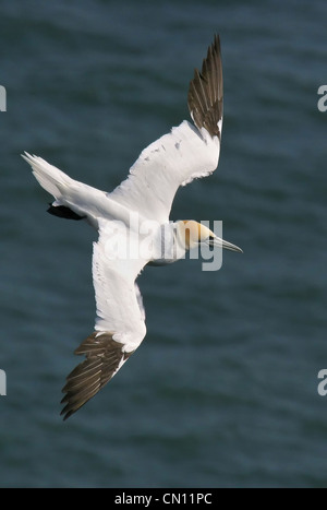 One of Bempton's countless Gannets leaves its perch on the clifftop near Bempton's RSPB reserve, diving down as it searches for food in the North Sea. Stock Photo