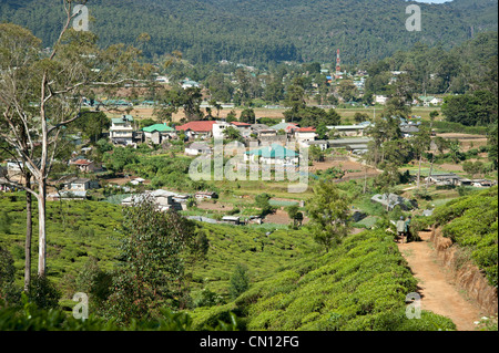 Two tea pickers walk between tea bushes Nuwara Eliya city Sri Lanka Stock Photo