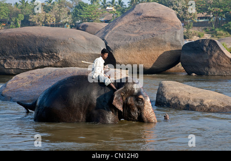 Elephant bathing in the Tungabhadra river. Hampi. Karnataka. India Stock Photo
