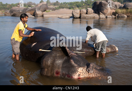 Mahouts(elephant keepers) washing an elephant. Tungabhadra river. Hampi. Karnataka. India Stock Photo