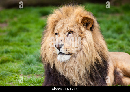 African Lion - Panthera leo Stock Photo