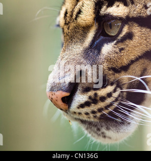 Clouded leopard - Neofelis nebulosa - portrait with eye close up Stock Photo
