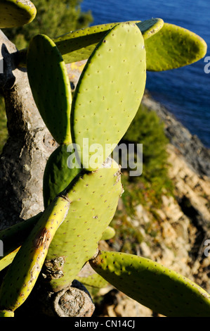 A close up image of a group of cactus branches in the Costa Brava Stock Photo