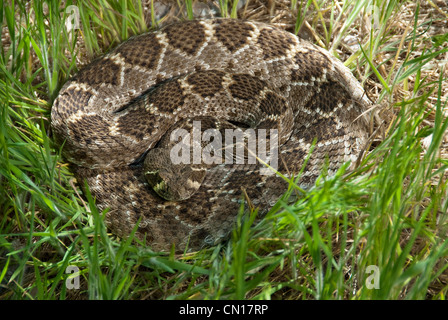 Western Diamondback Rattlesnake Crotalus atrox Potter County Texas USA Stock Photo
