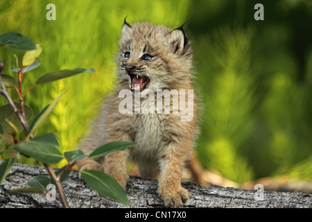 Canadian Lynx Kitten, Alaska Stock Photo