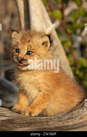 Canadian Lynx Kitten, Alaska Stock Photo