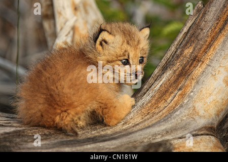 Canadian Lynx Kitten, Alaska Stock Photo