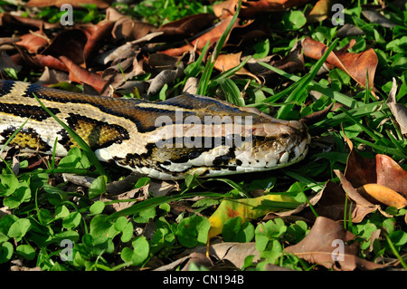 Burmese python, Python molurus bivittatus, Florida Stock Photo