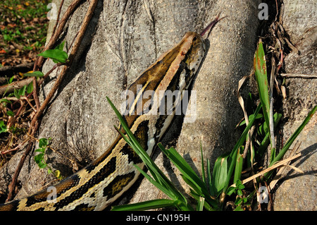 Burmese python, Python molurus bivittatus, Florida Stock Photo