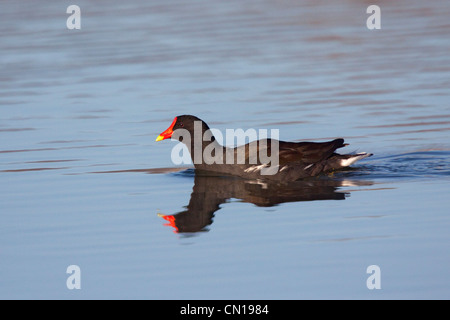 Common Moorhen Gallinula chloropus Kerney, Arizona, United States March Adult Rallidae Stock Photo