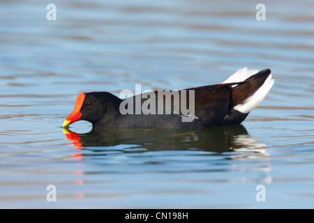 Common Moorhen Gallinula chloropus Kerney, Arizona, United States March Adult in aggressive display. Rallidae Stock Photo