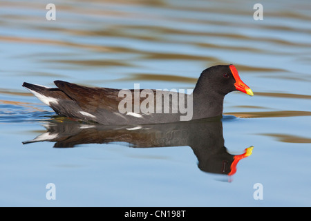 Common Moorhen Gallinula chloropus Kerney, Arizona, United States March Adult Rallidae Stock Photo