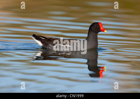 Common Moorhen Gallinula chloropus Kerney, Arizona, United States March Adult Rallidae Stock Photo