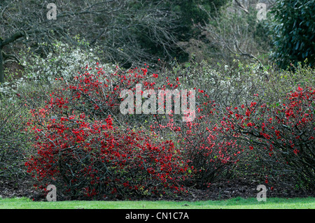 Flowering quince Chaenomeles superba cultivar hardy deciduous shrub deep red flowers March spring flower bloom blossom Stock Photo