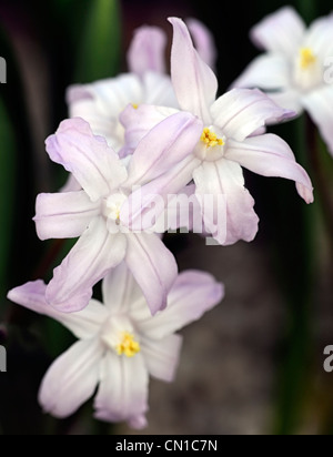 Chionodoxa luciliae pink giant syn Chionodoxa forbesii gigantea Scilla luciliae glory of the snow white blossoms Stock Photo