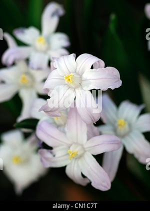 Chionodoxa luciliae pink giant syn Chionodoxa forbesii gigantea Scilla luciliae glory of the snow white blossoms Stock Photo