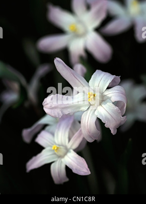 Chionodoxa luciliae pink giant syn Chionodoxa forbesii gigantea Scilla luciliae glory of the snow white blossoms Stock Photo