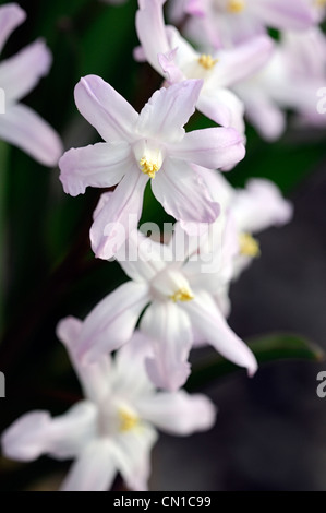 Chionodoxa luciliae pink giant syn Chionodoxa forbesii gigantea Scilla luciliae glory of the snow white blossoms Stock Photo