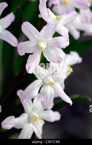 Chionodoxa luciliae pink giant syn Chionodoxa forbesii gigantea Scilla luciliae glory of the snow white blossoms Stock Photo