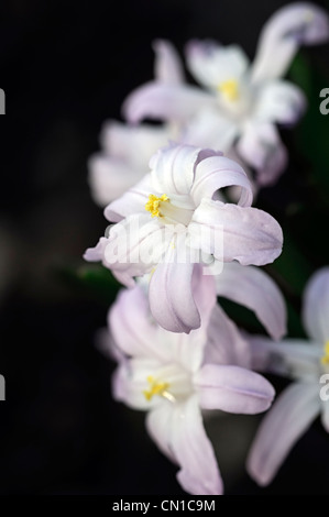 Chionodoxa luciliae pink giant syn Chionodoxa forbesii gigantea Scilla luciliae glory of the snow white blossoms Stock Photo