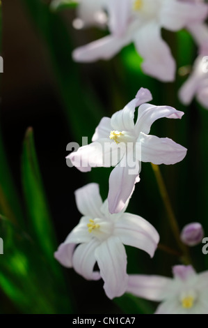 Chionodoxa luciliae pink giant syn Chionodoxa forbesii gigantea Scilla luciliae glory of the snow white blossoms Stock Photo