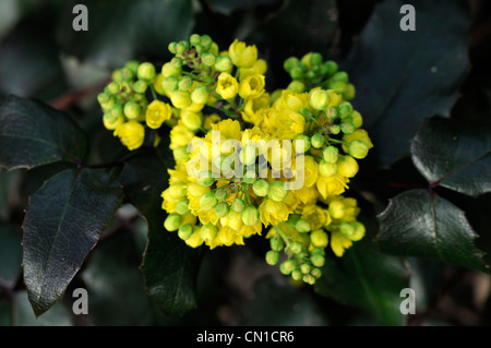 mahonia repens spring yellow flowers bumble bee feed feeding closeup scented fragrant evergreens evergreen shrub shrubs Stock Photo