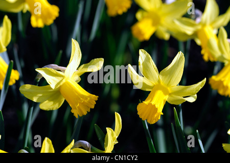 narcissus february gold dwarf cyclamineus Div 6 early hybrid golden-yellow petals Stock Photo